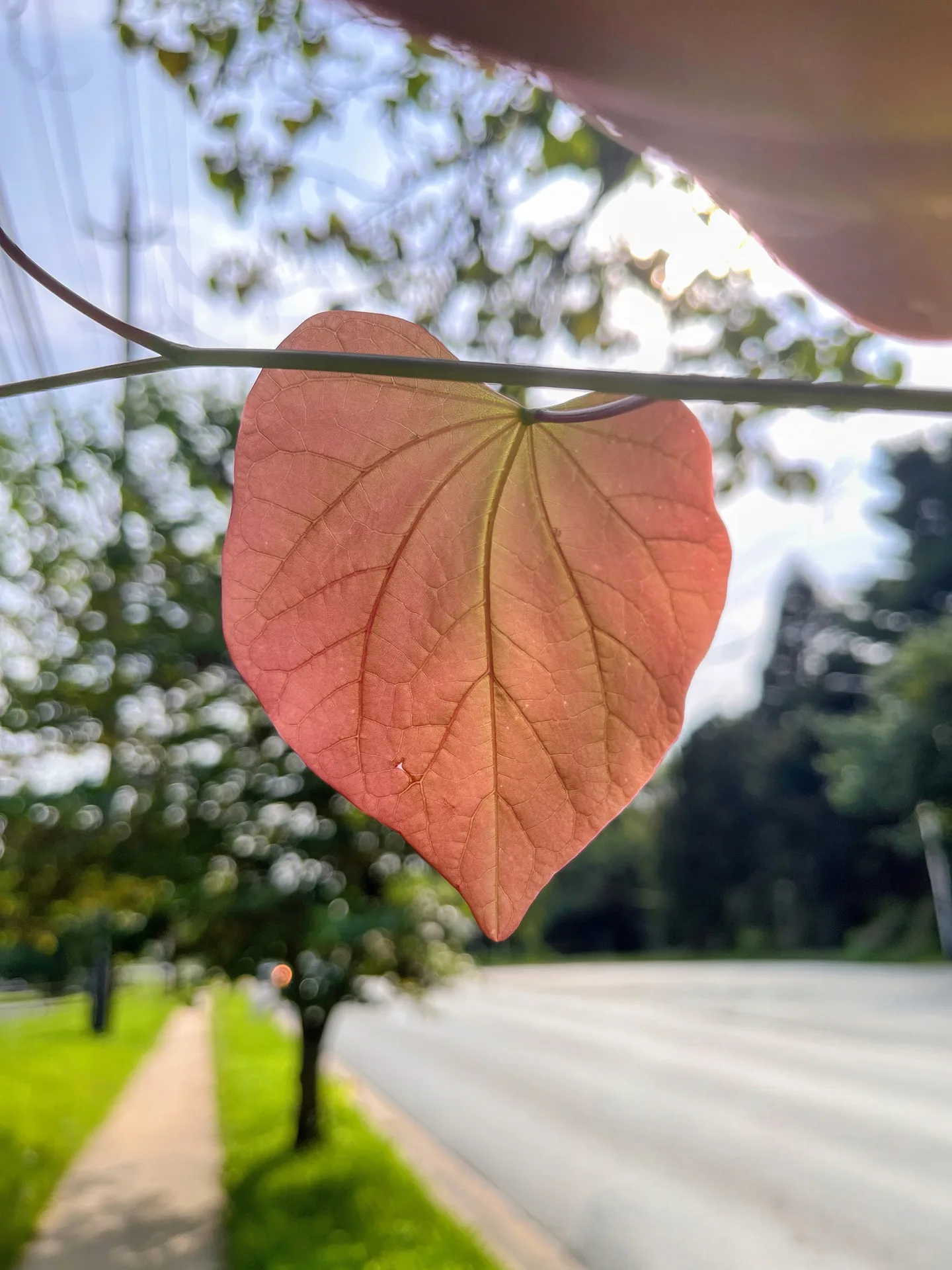 一片红褐色的心形叶子悬在枝条之间，背景是虚化的白花、树影和街道